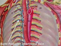 v: drain blood from intercostal area to the azygos vein


A: supply blood to intercostal area