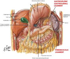 

the small transverse fold of peritoneum between the splenic
flexure and the diaphragm