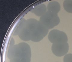 a clear area on an otherwise opaque field of bacteria that indicates the inhibition or dissolution of the bacterial cells by some agent, either a virus or an antibiotic