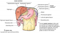 

 ligament ie. that part of the greater omentum running to the
transverse colon.