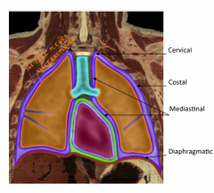 1. cervical pleura - lines cervical extension of pleural cavity
2. costal pleura - related to ribs and intercostal space
3. mediastinal pleura - covers mediastinum 
4. diaphragmatic pleura - covers the diaphragm
