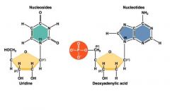 -each N base is linked on deoxyribose at 1' carbon = nucleoside (base + sugar)
-phosphate group then attached to 5' carbon of nucleoside = nucleotide (base + sugar + phosphate group)
-pic: left = ribose, right = deoxyribose, note N base attached a...