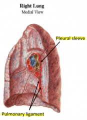 1. Double-folded pleura
2. Represents a continuity between the parietal and visceral pleura
- Forms the pleural sleeve
- Lies inferior  to the lung root