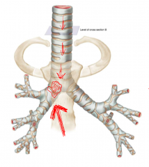 The right main bronchus is:- More medial and
- Wider
and hence is more likely to be obstructed than the left main bronchus