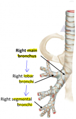 Main bronchus --> lobar bronchi --> segmental bronchi
