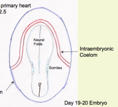Medial wall of intra-embryonic coelom at cranial end = Primitive Pericardial Coelom