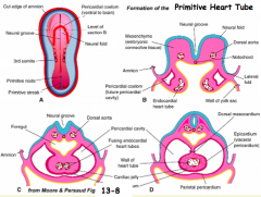 - Limbs of cardiac crescent are brought together
- Forms initial segments of primitive heart tube in midline