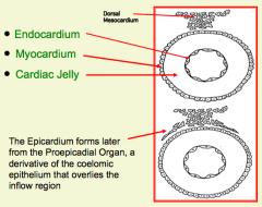 1. Cardiac Endothelium (Endocardium)
2. Myocardium
3. Cardiac Jelly
4. Epicardium