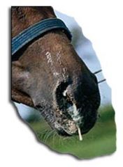 what are the important respiratory viruses of horses? 
