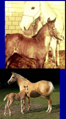 what virus causes fatal infection in arab foals? when do they show signs? when do they die?
