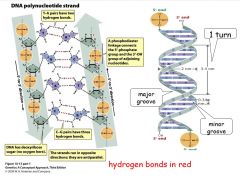 1. two strands run in opposite directions and are complementary (A db T, C tb G) 

-weak H bonds hold two complementary strands together (but between nucleotides, strong phosphodiester covalent bond)

2. double helix makes a right-hand turn
3. DNA...