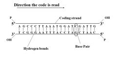 -labeled at 3' and 5' ends
-typically drawn as horizontal ladder (base pairs = rungs, sugar/phosphate backbone)
-oriented 5' to 3' (coding strand = top strand, complementary strand = bottom strand)
-5' end is phosphorylated
-3' end has hydroxyl group