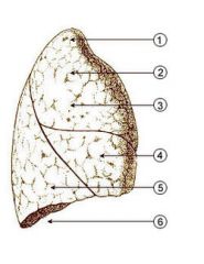 What is structure '2' of the right lung? (anterior view)