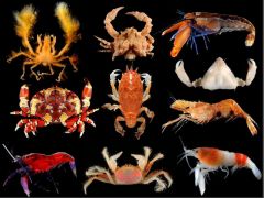 Phylum Arthropoda
Subphylum Crustacea