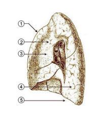What is structure 1 of the right lung? (medial view)
