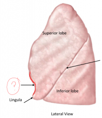 On the left lung shown below, what is labelled? what forms this indent?