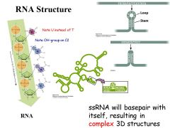 1. genetic code of certain viruses
2. involved in gene expression (major role): mRNA, snRNA, tRNA, rRNA
3. involved in gene regulation (faster/slower rate): miRNA, siRNA
4. discovery of catalytic RNA molecules (ribozymes) led to hypothesis that li...