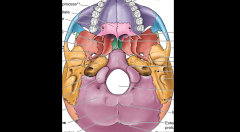Locate the Sphenoid bone and the Temporal bone on this external base skull diagram. 

For the Sphenoid, located the following:
- Greater Wing
- Ptergoid's plates (Medial/Lateral)

For the Temporal, locate the following:
-Sqamous
-Tempanic
-Mastoi...