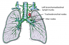 1. superficial and deep lymphatics
2. Bronchopulmonary (hilar nodes)
3. Tracheobronchial nodes
4. Bronchomediastinal lymph trunks (right or left)