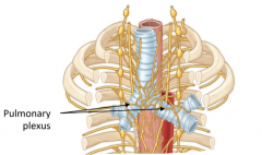 Lungs and visceral pleurae receive nerve innervation from the pulmonary plexus
Supplied by both parasymp. and symp. 