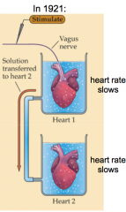 - Otto Loewi won the Nobel Prize for demonstrating chemical neurotransmission
- Heart rate slows if you stimulate the heart with the vagus nerve
- If the solution from heart 1 has a similar effect on heart 2 without stimulation of heart 2, somet...