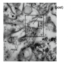 - De Robertis and Bennet
- showed synaptic vesicles in the presynaptic terminal