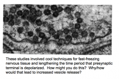 1981: Heuser and Reese showed vesicles "caught in the act" 
- Vesicles exist in the presynaptic terminal and appear to be storage vesicles for NT.
