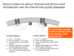 - Calcium enters via calcium channels and forms a local microdomain near the channel that quickly dissipates
- Presynaptic terminal is like a thick soup of calcium buffers

Q: If you are sitting away from the presynaptic terminal, how much Calc...
