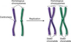 Pairs of similar chromosomes.