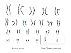 the X and Y chromosomes