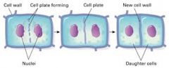 The newly forming cell wall.