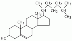 What type of molecule is this?