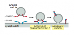 - proteins on vesicle and the membrane target 
- v-SNARE: Vesicle membrane
- t-SNARE: Target membrane 
- v-SNAREs and t-SNAREs dock vesicles at the presynaptic membrane 
- makes vesicle ready to fuse 
- 2 alpha helices come together and cause...