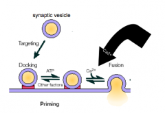 - Ca2+ is required for fusion
- likely sensor for Calcium is synaptotagmin, which is present on the vesicle
- 2 Ca2+ binding motifs
- Ca2+ changes conformation of synaptotagmin, allowing membranes to fuse together