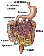 *In the jejunum, ileum, and proximal large intestine, the reverse process occurs:  NaHCO3- is secreted into the intestinal lumen, and HCl- diffuses into the surrounding capillaries. Neutrality is maintained.