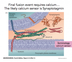 - likely Calcium sensor present on the vesicle
- has two calcium binding motifs
- Calcium changes conformation of synaptotagmin, allowing the membranes to fuse together