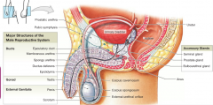 Sperm travel-> testis, epididymis, ductus deferens/vas deferens, ejaculatory duct, and then urethra. 