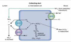 *pCO2 and H2CO3 are in equilibrium: as pCO2 increases (respiratory acidosis) , H+ secretion and HCO3- generation increases.  

*As pCO2 decreases (in respiratory alkalosis), H+ secretion and HCO3- generation decrease.