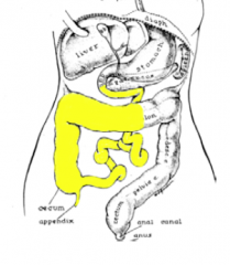 - duodenum distal to the opening of the common bile duct. 
- the jejunum and ileum 
- the cecum and appendix 
- the ascending colon and the proximal part of the transverse colon. 

roughly corresponding to the field supplied by the SMA.