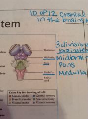 3 divisions: midbrain, pons, medulla
10 of 12 CNs arise from the brainstem [other 2 arise in nasal epithelium (CNI) and the retina (CNII)]