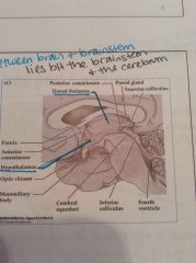 Made up of the hypothalamus and thalamus, b/t the cerebrum and the brainstem