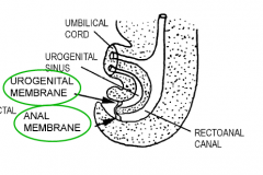 Urogenital and anal membranes