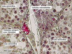  Tissu interstitiel coloré observé au microscope optique (testicule normale )  