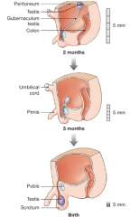 -bundle of connective tissue fibers that extends from each testis to the posterior wall of a small anterior and posterior pocked of the peritoneum.