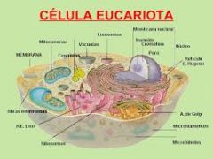 La celula eucariota