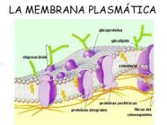 La membrana plasmatica