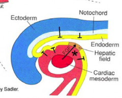 FGF from the cardiac mesoderm signal the endoderm on the distal part of the foregut to grow out.