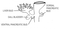 - dorsal pancreatic bud (into d. mesentery)
- liver, gall bladder, and ventral pancreatic duct (into v. mesentery)
