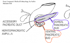dorsal pancreatic bud = head, body, tail of pancreas, main + accessory pancreatic duct

ventral pancreatic bud = Uncinate process, hepatopancreatic ampulla