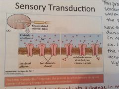 Describes the process by which sensory receptors convert sensory/stimulus energy to membrane potentials, via ion channels.